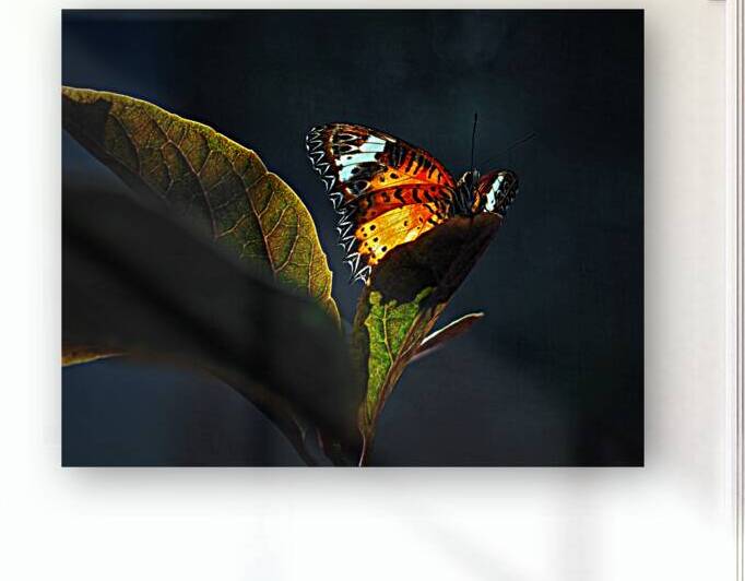 Butterfly Leopard Lacewing Backlit 1300246 by Bill Swartwout Photography