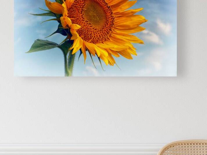 Sunflower Solitaire in the Sky by Bill Swartwout Photography