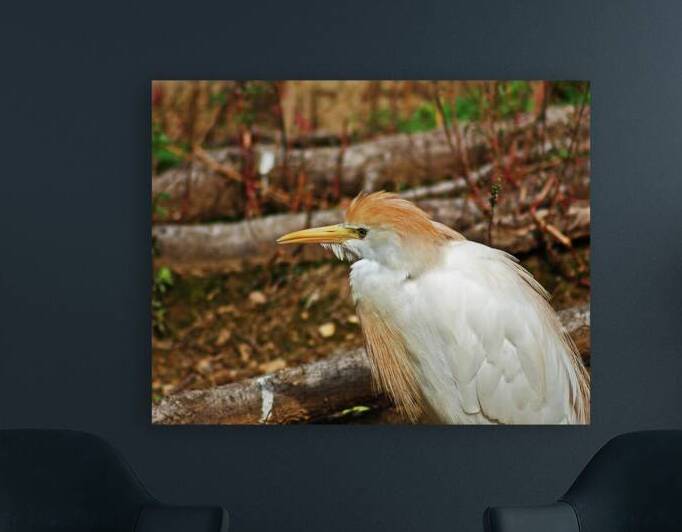 Cattle Egret Portrait by Bill Swartwout Photography