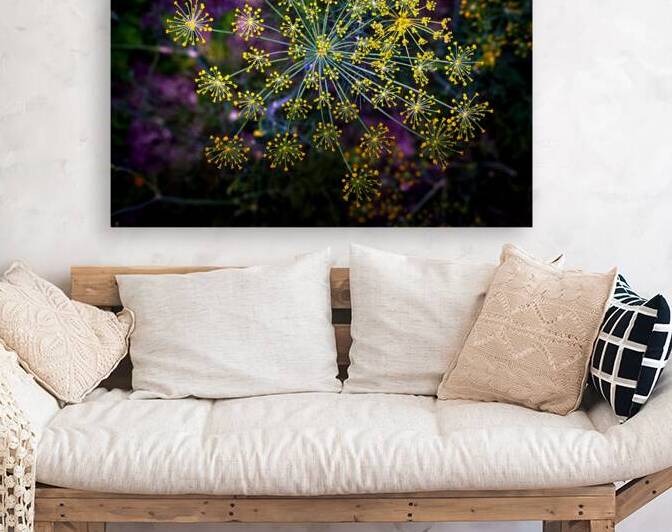 Dill Seed Pods by Bill Swartwout Photography