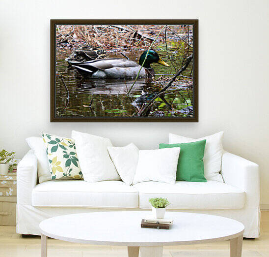 Camouflaged Mallard Ducks by Bill Swartwout Photography