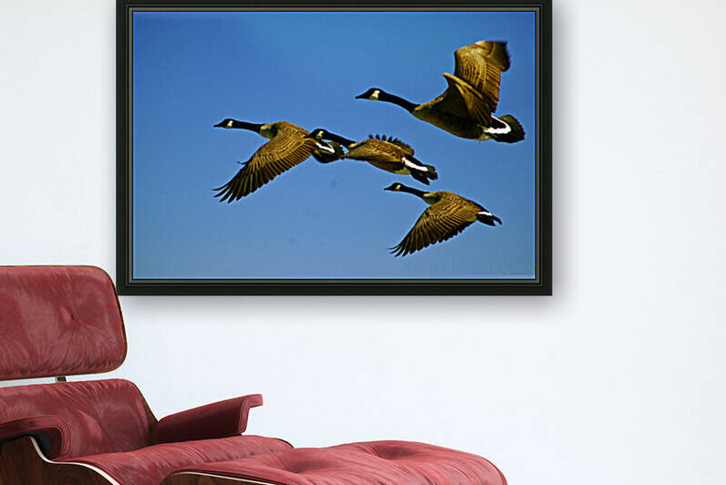 Canada Geese Fly Over Ocean City MD by Bill Swartwout Photography