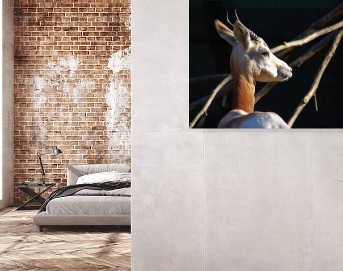 Dama Gazelle at the National Zoo by Bill Swartwout Photography