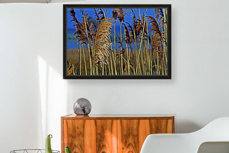 Marsh Grass at Northside Park by Bill Swartwout Photography