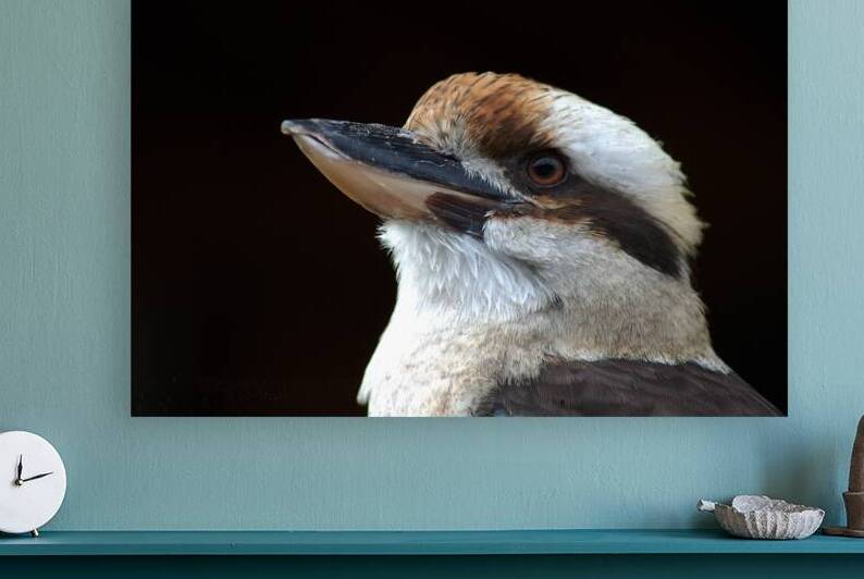 Laughing Kookaburra by Bill Swartwout Photography