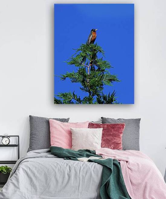 Tree Top Robin Red Breast by Bill Swartwout Photography