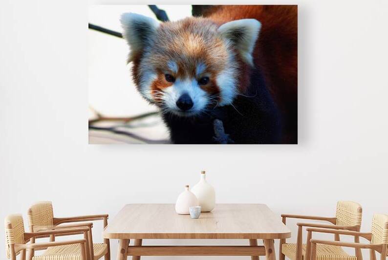 Red Panda at the DC Zoo by Bill Swartwout Photography