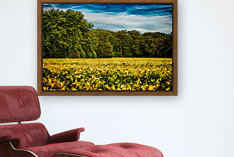 Soybeans Ready for Harvesting by Bill Swartwout Photography