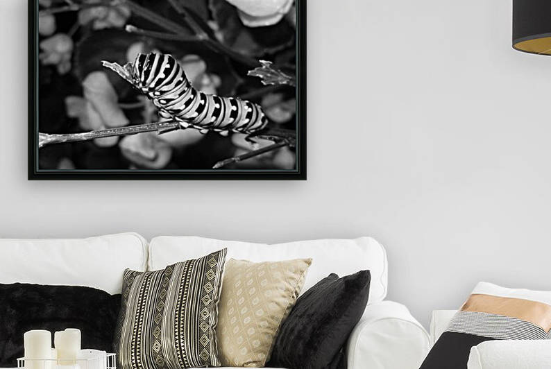 Eastern Black Swallowtail Caterpillar Camouflage Monochrome by Bill Swartwout Photography