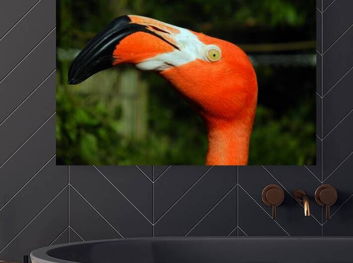 Eye of the Flamingo by Bill Swartwout Photography