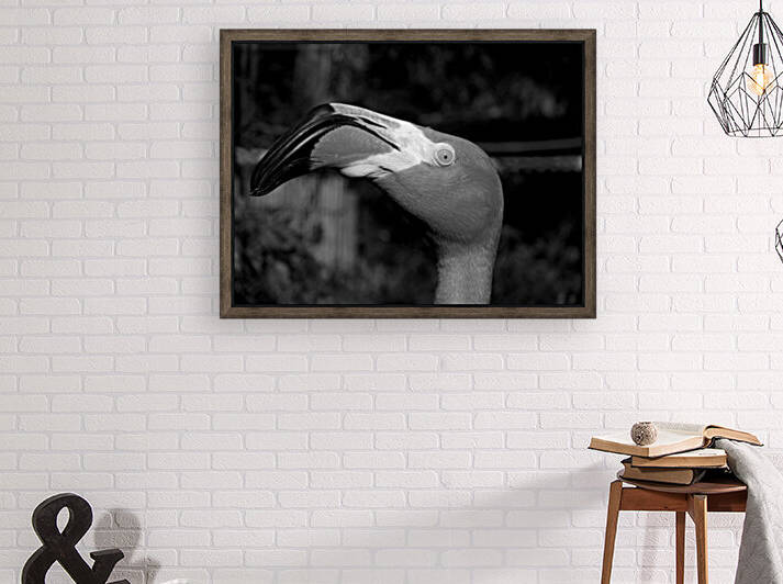 Eye of the Flamingo in Black and White by Bill Swartwout Photography