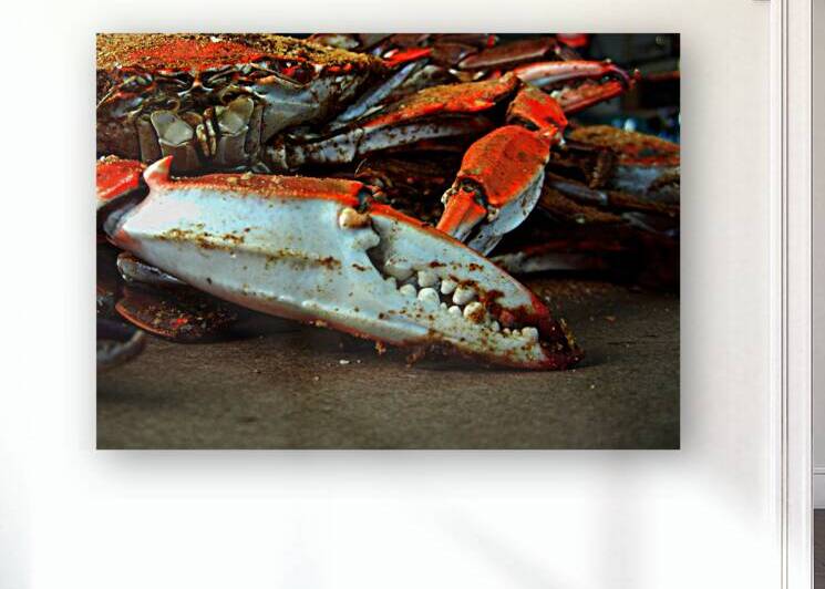 Big Crab Claw by Bill Swartwout Photography