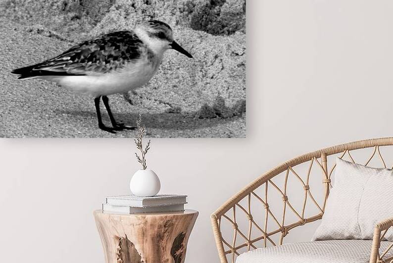 Sandpiper on the Beach in Black and White by Bill Swartwout Photography