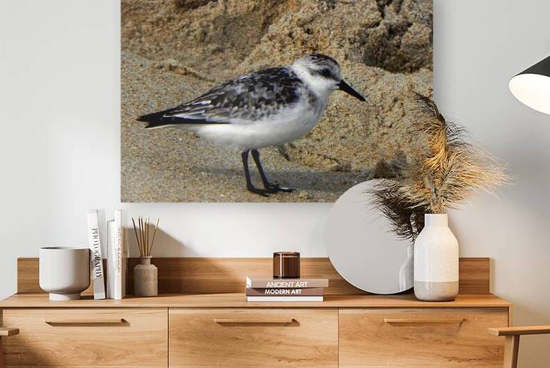 Sandpiper on the Beach by Bill Swartwout Photography