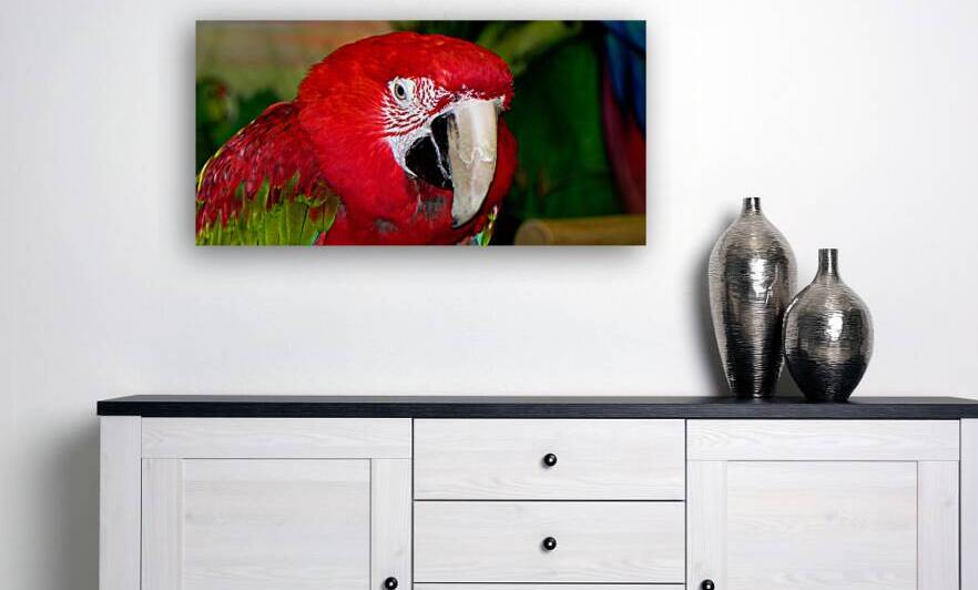 Scarlet Macaw by Bill Swartwout Photography