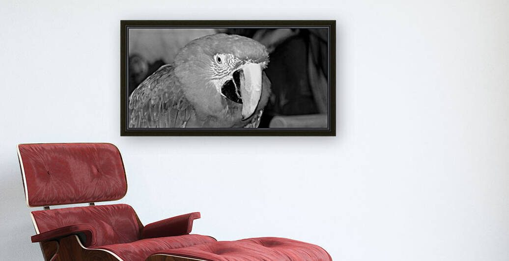 Scarlet Macaw in Black and White by Bill Swartwout Photography