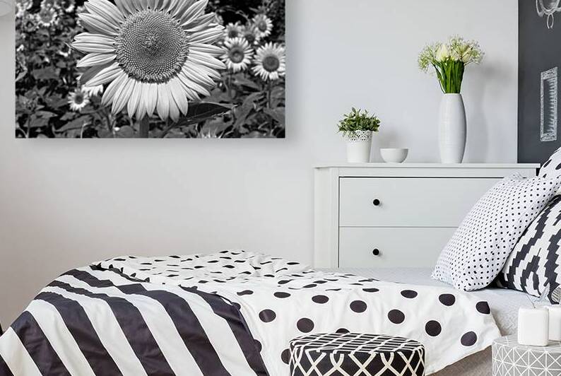 Roxanna Sunflower Helianthus in Black and White by Bill Swartwout Photography