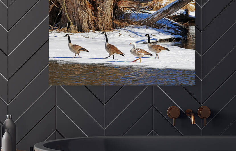 The Rare And The Common by Deb Oppermann