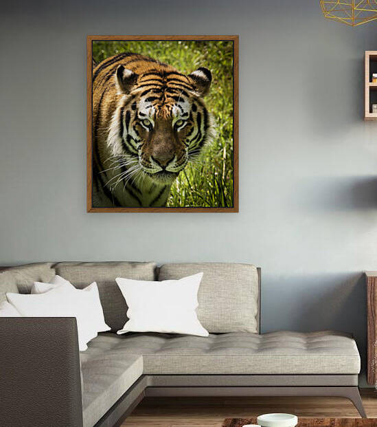 Tiger Eyes by India Blake