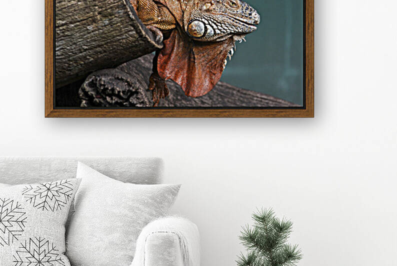 Interested Iguana  by India Blake