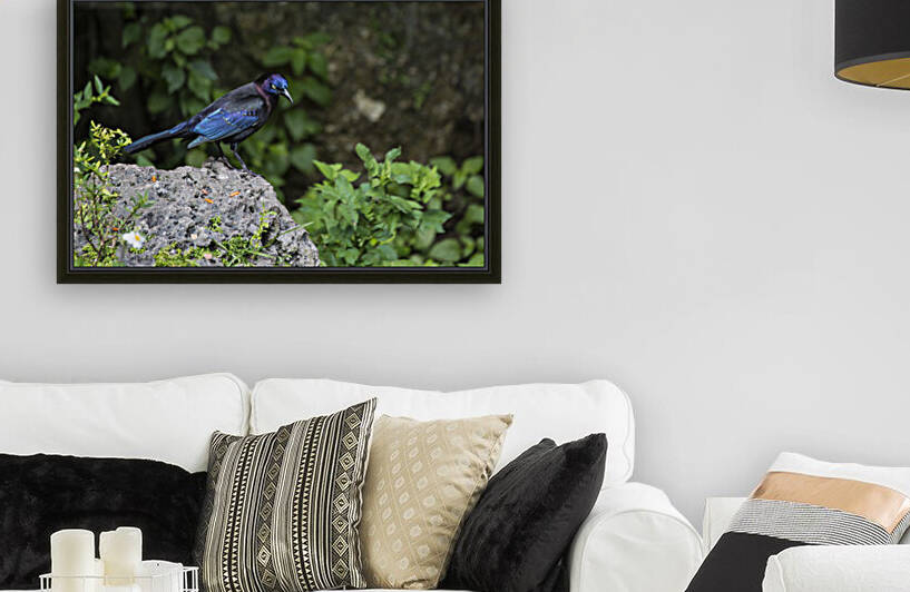 Boat-Tailed Grackle  by India Blake