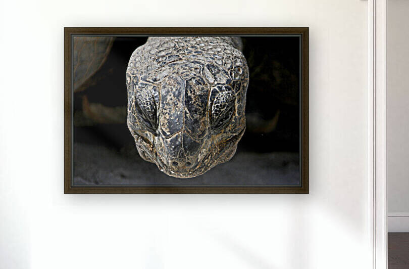 Wise Tortoise  by India Blake