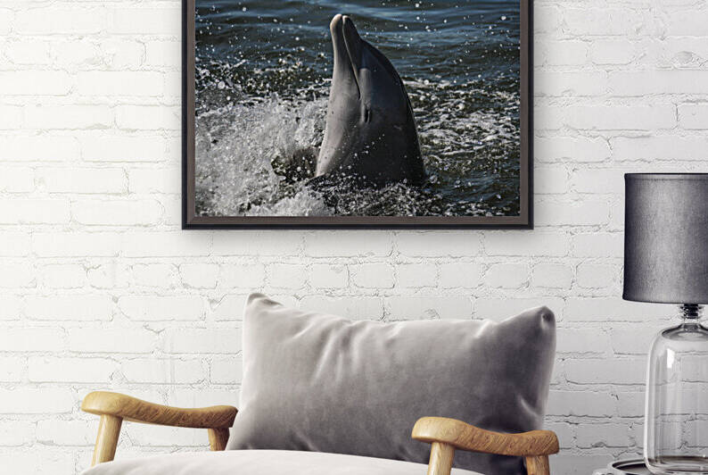 Smiling Dolphin by India Blake