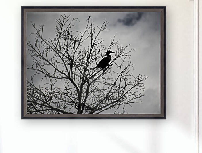 Perched by India Blake