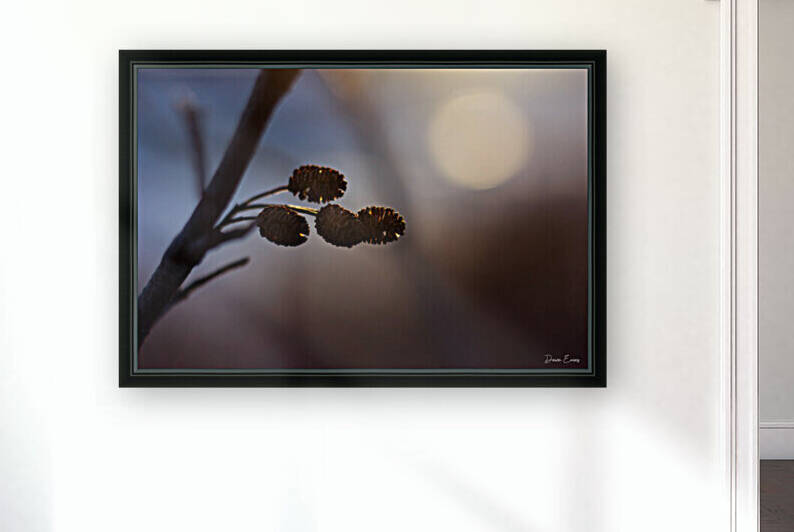 Winter foliage by Dawn Evans