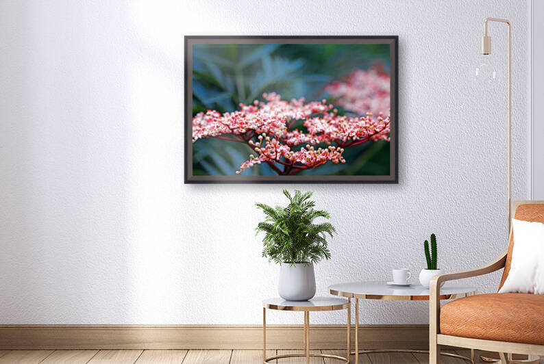 Black Lace Elderberry by Deb Oppermann