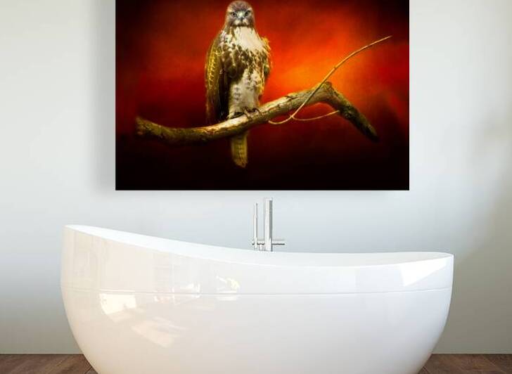 Red Tail Hawk by Michel Soucy