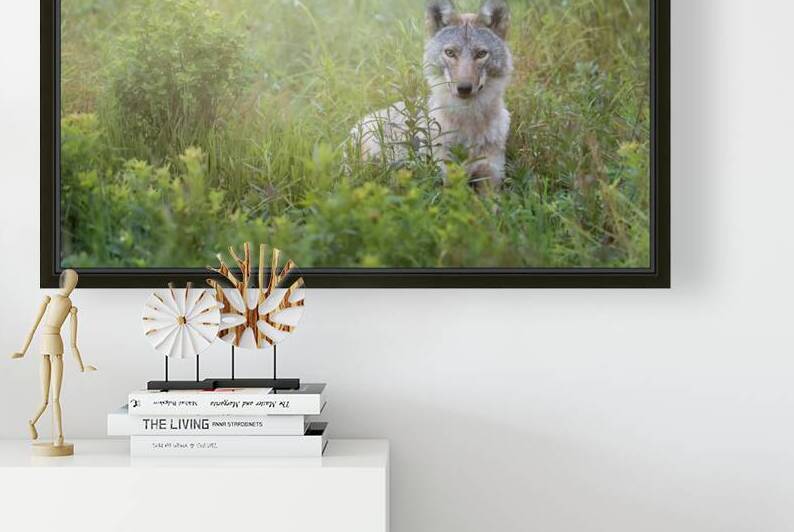 Eastern Coyote by Michel Soucy