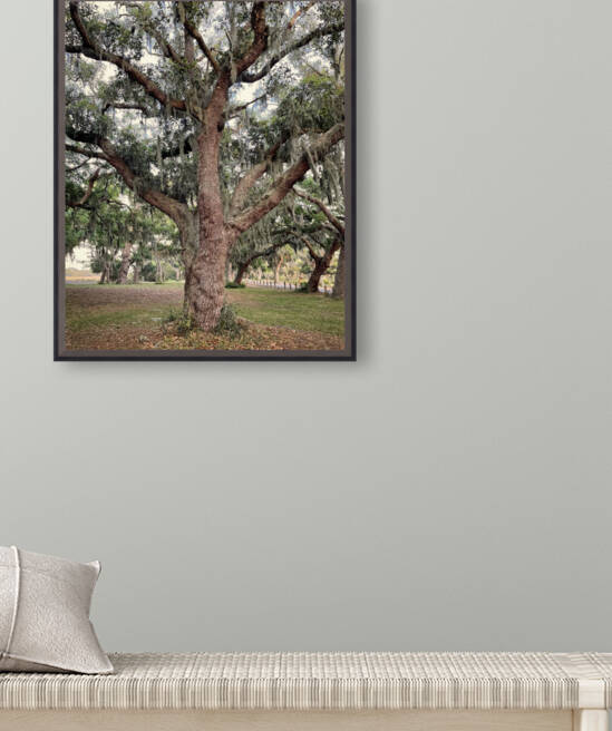 Spanish Moss on Oak Jekyll Island by Bill Swartwout Photography