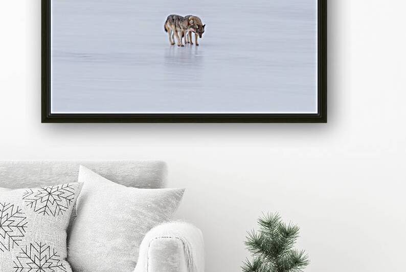 Two Coyote by Michel Soucy