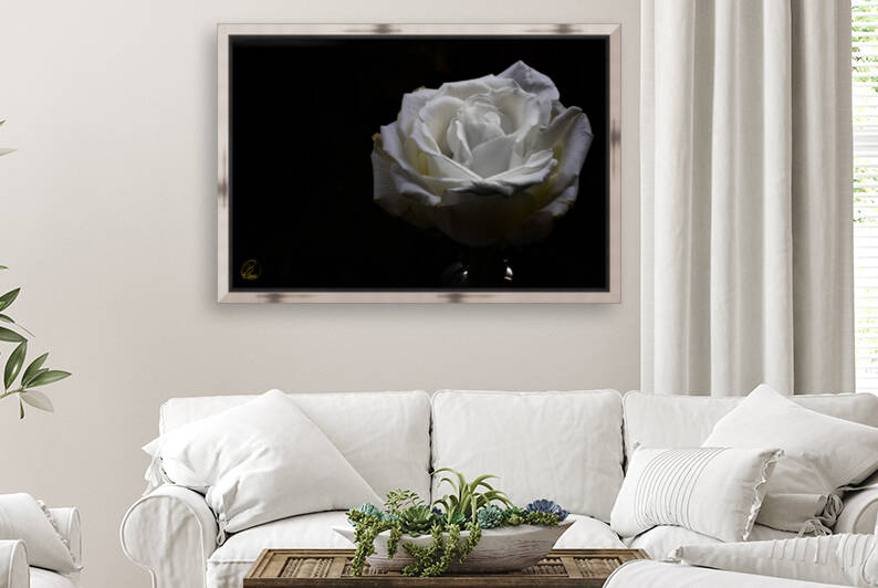 The Rose Dance by Bivi Franco