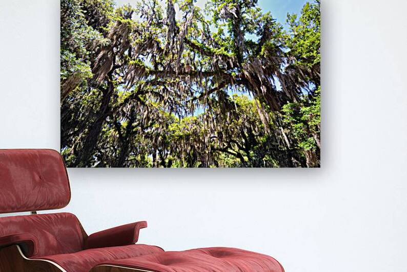 Southern Live Oak with Spanish Moss Canopy on Jekyll Island by Bill Swartwout Photography