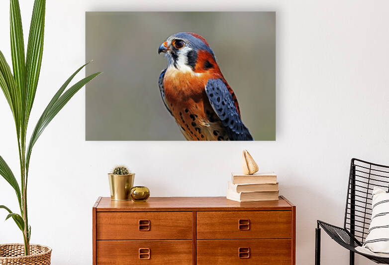 American Kestrel Profile by Deb Oppermann