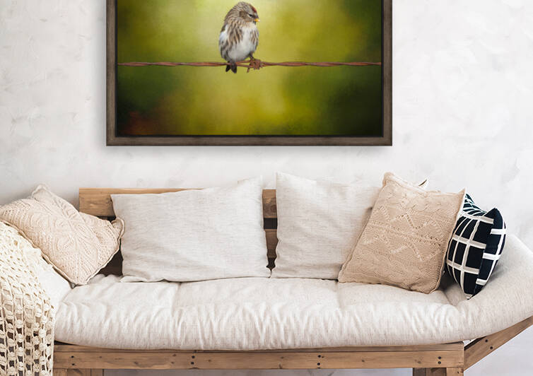 Redpoll on a Wire by Michel Soucy