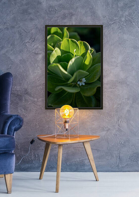 Naupaka by Noah Lang