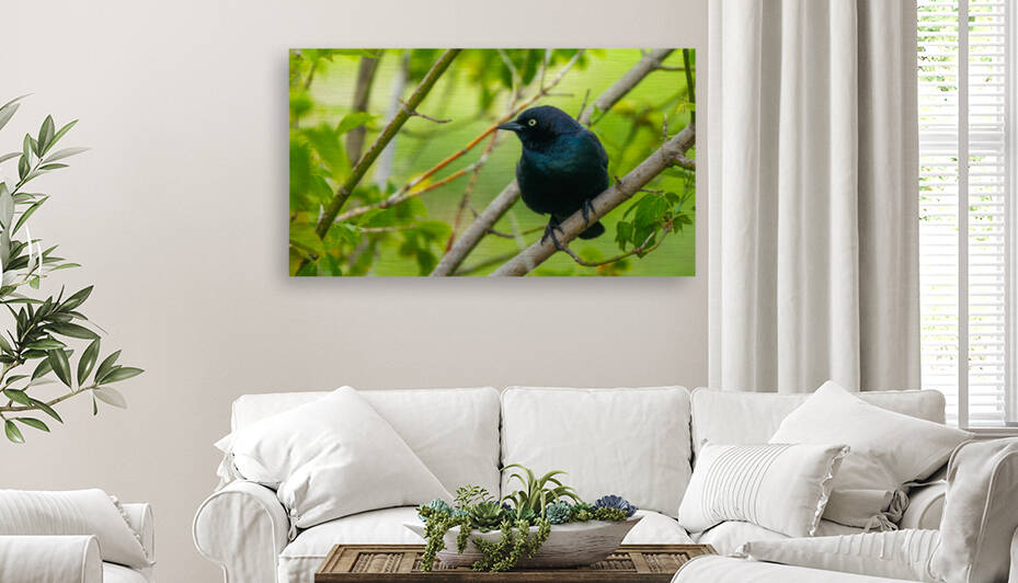 Brewers Blackbird by Joe Riederer