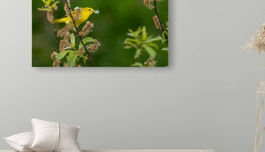 Yellow Warbler in Willow by Joe Riederer