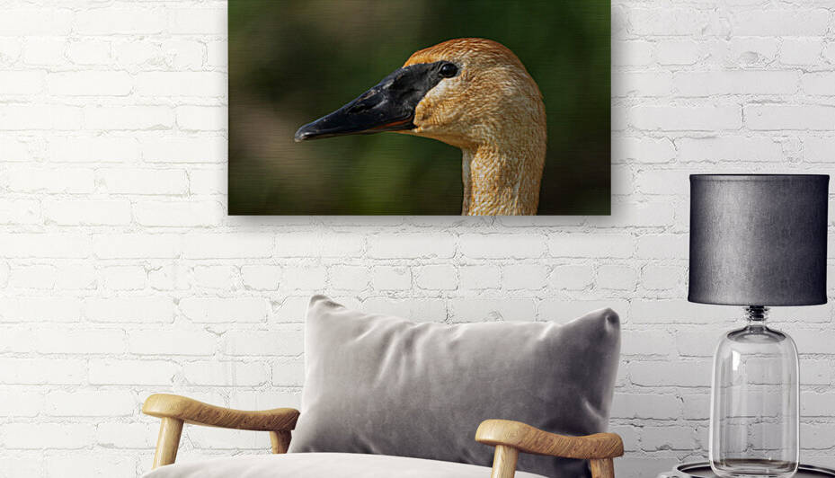 Trumpeter Swan by Joe Riederer