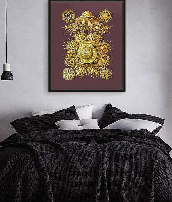 discomedusae by Cory Brock