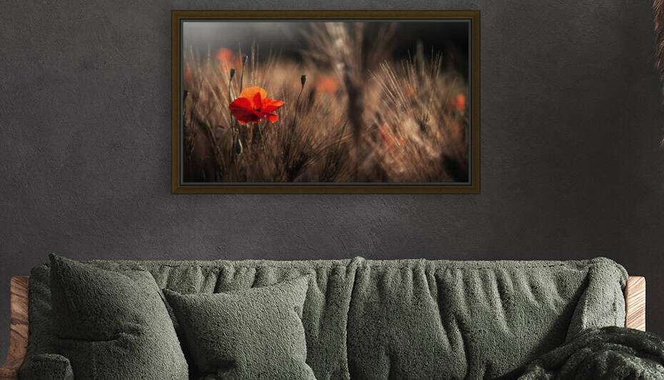 Poppy with corn by 1x