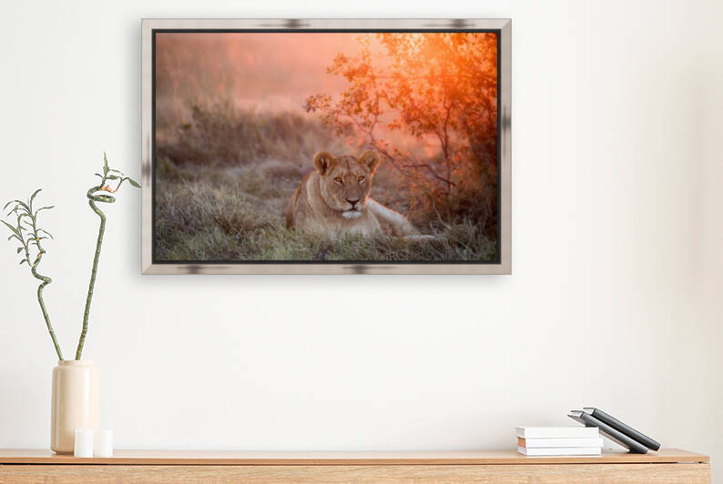 Sunset Lioness by 1x