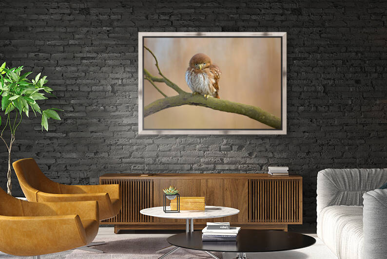 Ferruginous pygmy owl by 1x