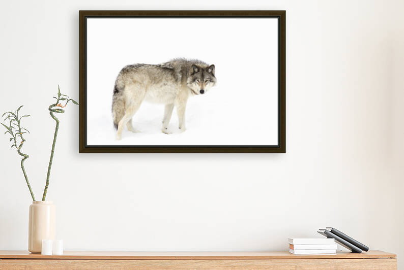 Canadian Timber wolf walking through the snow by 1x