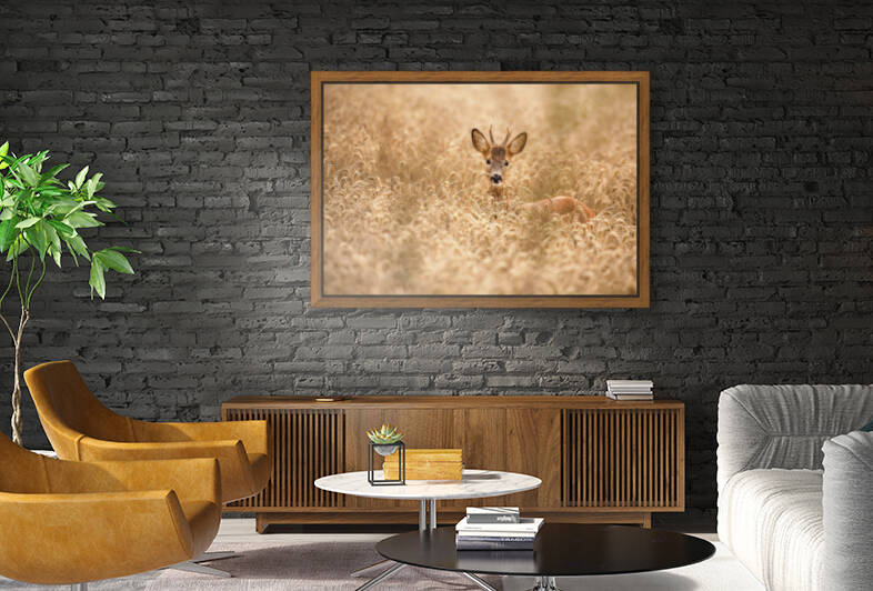 Deer in the field by 1x