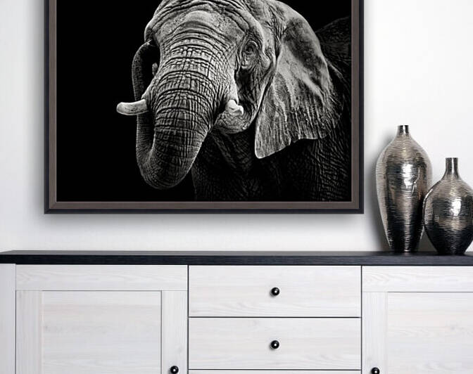 African Elephant by 1x