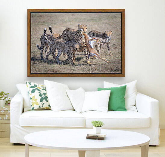 Cheetah Hunting by 1x